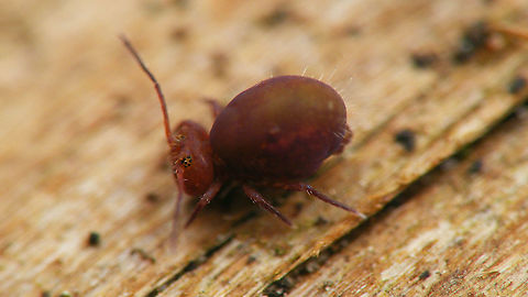 Dicyrtoma fusca var. rufescens - Adult Had been confused with Calvatomina rufescens for a long time, but turned out to be a colour variant of Dicyrtoma fusca Collembola,Dicyrtoma,Dicyrtoma fusca,Dicyrtoma fusca var. rufescens,Dicyrtomidae,Jane's garden,Springtail,Symphypleona