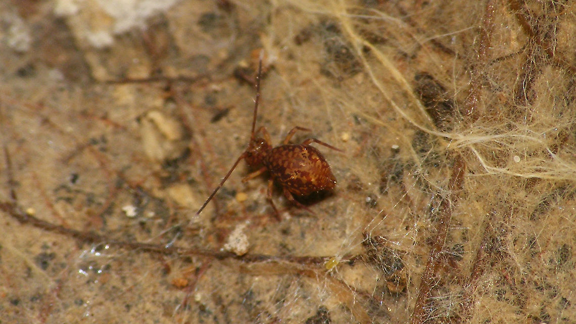 Ptenothrix blidana (?) Only one (bad) image of this species :-/<br />
Ptenothrix blidana is the best fit I can find on Frans Janssens&#039; site and other images there are from La Palma too, so&#039;ll boldly ID it as such...  Collembola,Dicyrtomidae,Geotagged,La Palma (Canary Islands),Pteninae,Ptenothrix,Ptenothrix blidana,Spain,Springtail,Symphypleona