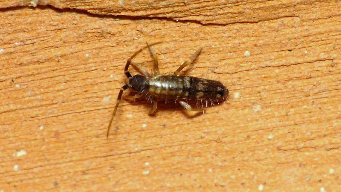 Seira betica ?!? - La Palma, Canary Islands 3 species of Seira are known from the Canary Islands, according to biocan (Biota Canarias) none of these from La Palma island (yet). Looking through a recent publication this one looks _a_lot_ like Seira betica, described as a new species from Spain(!) in 2018. Apparently this species is fairly wide spread (Frans has images of specimen from France and Portugal as well), so for now I&#039;m assuming that it is not too far fetched to place it at a holiday resort on La Palma too. Collembola,Entomobryidae,Entomobryomorpha,Geotagged,La Palma (Canary Islands),Seira,Seira betica,Seirinae,Spain,Springtail