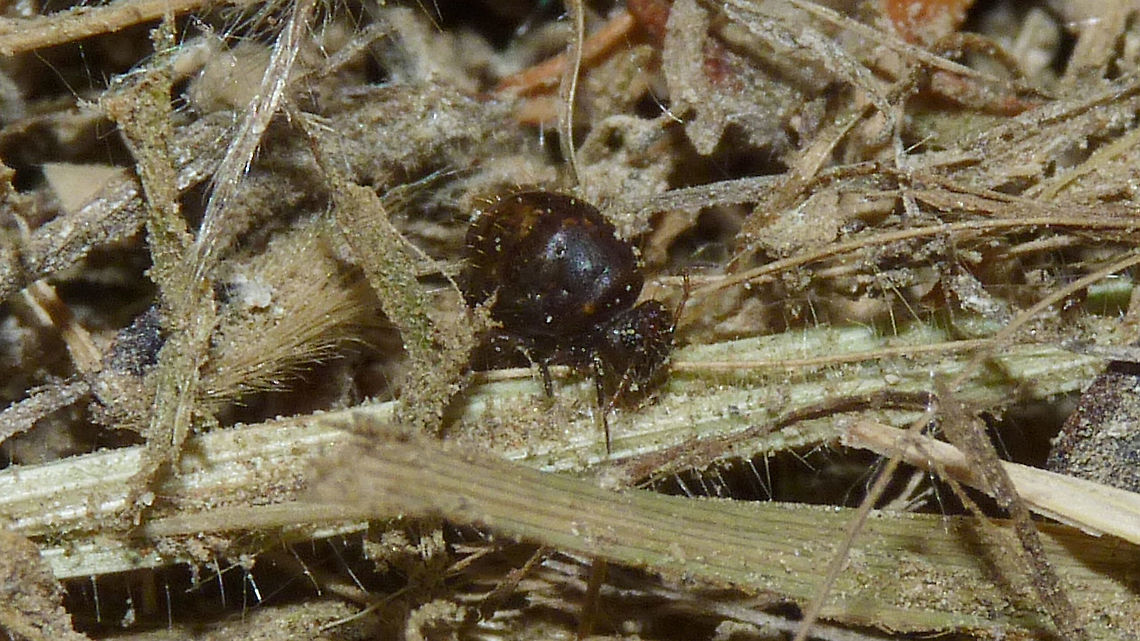 Allacma fusca - Darker  Allacma,Allacma fusca,Collembola,Geotagged,Netherlands,Sminthuridae,Springtail,Symphypleona