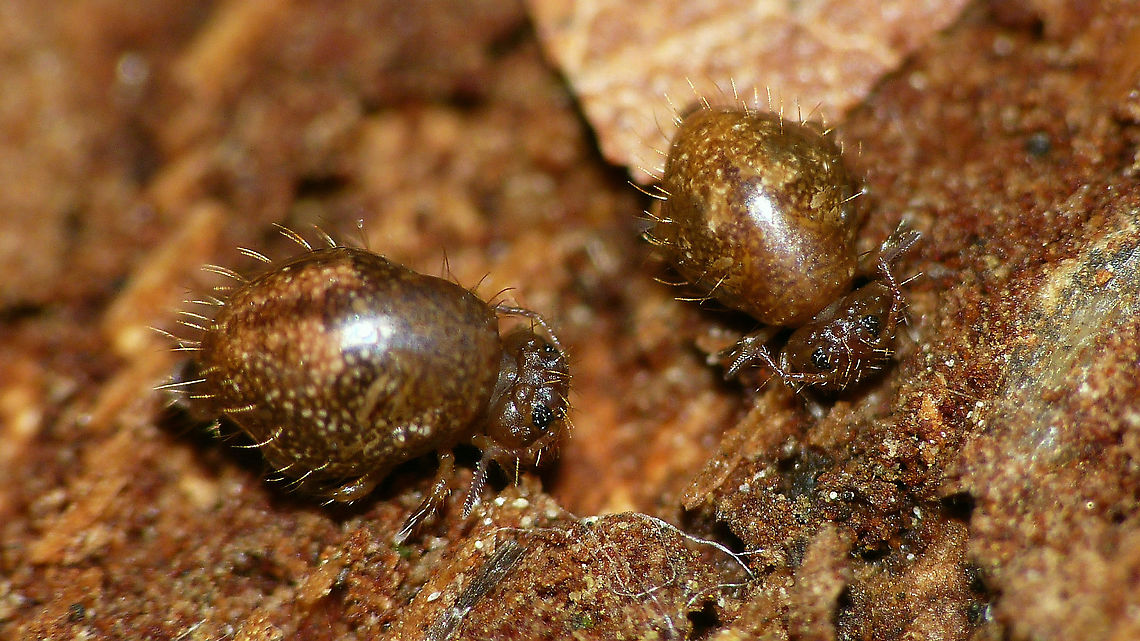 Allacma fusca - Paler  Allacma,Allacma fusca,Collembola,Geotagged,Netherlands,Sminthuridae,Springtail,Symphypleona
