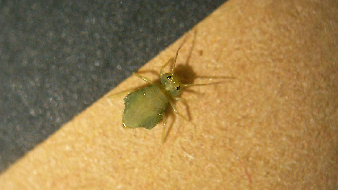 Sminthurus viridis(?) Will try to get confrimation ... Collembola,Geotagged,Netherlands,Sminthuridae,Sminthurinae,Sminthurus,Sminthurus viridis,Springtail,Symphypleona