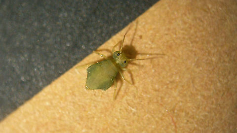 Sminthurus viridis(?) Will try to get confrimation ... Collembola,Geotagged,Netherlands,Sminthuridae,Sminthurinae,Sminthurus,Sminthurus viridis,Springtail,Symphypleona
