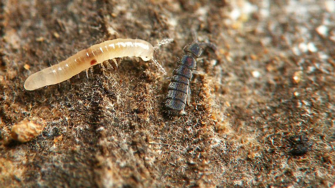 Vertagopus arboreus The Springtail Vertagopus arboreus (right) having a friendly neighbourhood chat with a juvenile millipede Proteroiulus fuscus (left). Collembola,Entomobryomorpha,Isotomidae,Isotominae,Jane's garden,Proteroiulus fuscus,Springstaart,Vertagopus,Vertagopus arboreus