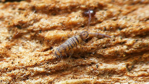 Entomobrya multifasciata Older image, behind the loose bark flakes of a plane tree in Hengelo Collembola,Entomobrya,Entomobrya multifasciata,Entomobryidae,Entomobryomorpha,Geotagged,Netherlands,Schiermonnikoog