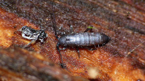Pogonognathellus flavescens (?) Found one usable image of what I think should be Pogonognathellus flavescens ... to be confirmed.
Looks like this one has recently took off its coat and forgot to fold it neatly. Collembola,Entomobryomorpha,Geotagged,Ireland,Netherlands,Pogonognathellus,Pogonognathellus flavescens,Springtail,Teneral,Tomoceridae