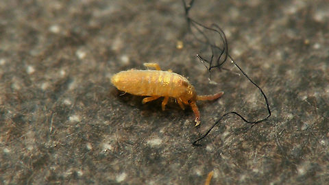 Lepidocyrtus lignorum (??) - Juvenile Found in Feb. 2016 while cleaning out nesting boxes in the garden Collembola,Entomobryidae,Entomobryomorpha,Jane's garden,Lepidocyrtus,Lepidocyrtus lignorum,Springtail