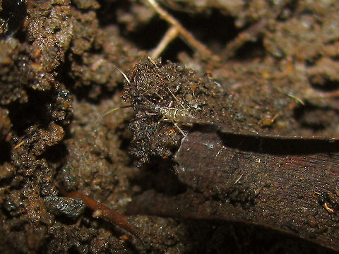 Springtail w. long bicoloured antennae, Malang, Java, IDN Okay, so this will conclude my backlog of old, barely recognizable Collembola images for now.
Botanical garden, Malang, Java, Indonesia, August 2010
Couldn't readily find an ID, but maybe someone will see it and know something. Despite the bad photo it can be seen that it certainly is a conspicuous species with the very long bicoloured antennae and a possibly diagnostic dorsal pattern(?), so maybe ... Collembola,Entomobryomorpha,Geotagged,Indonesia,Java,Springtail