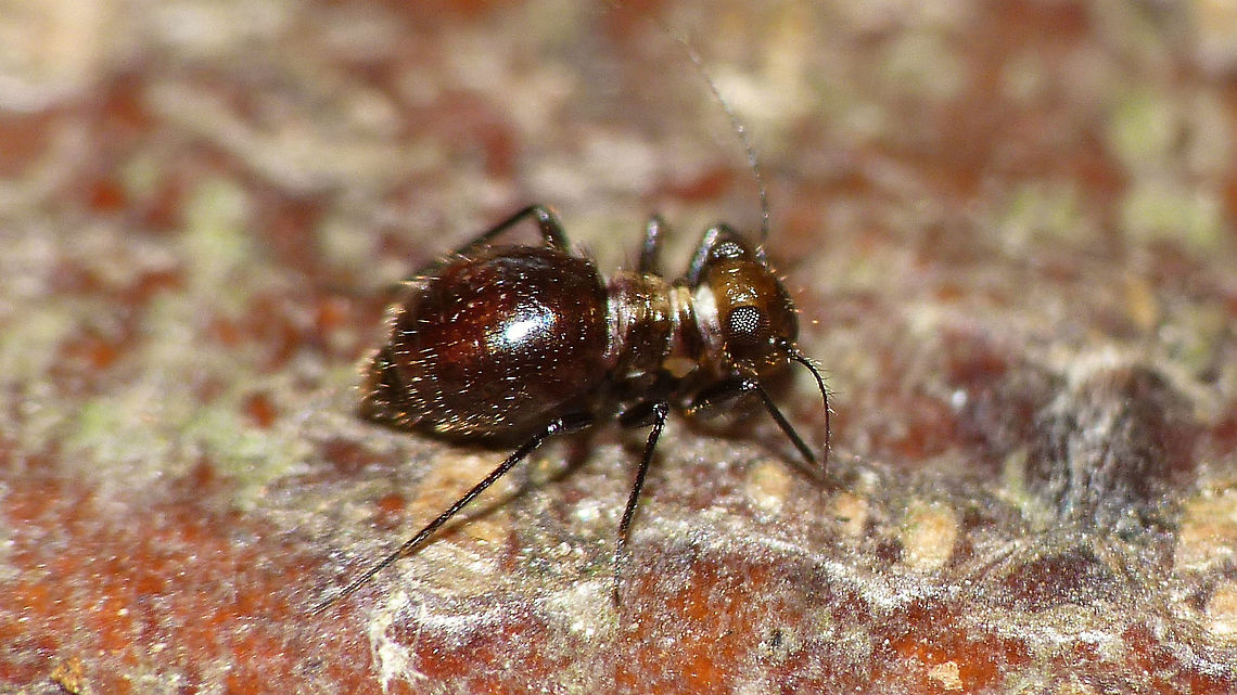 Bertkauia lucifuga Found this photo in an old email conversation while looking for discussions on Springtails - might as well upload it here too :o) Barklouse,Bertkauia,Bertkauia lucifuga,Epipsocetae,Epipsocidae,Geotagged,Netherlands,Psocomorpha,Psocoptera,Stenopsocidae