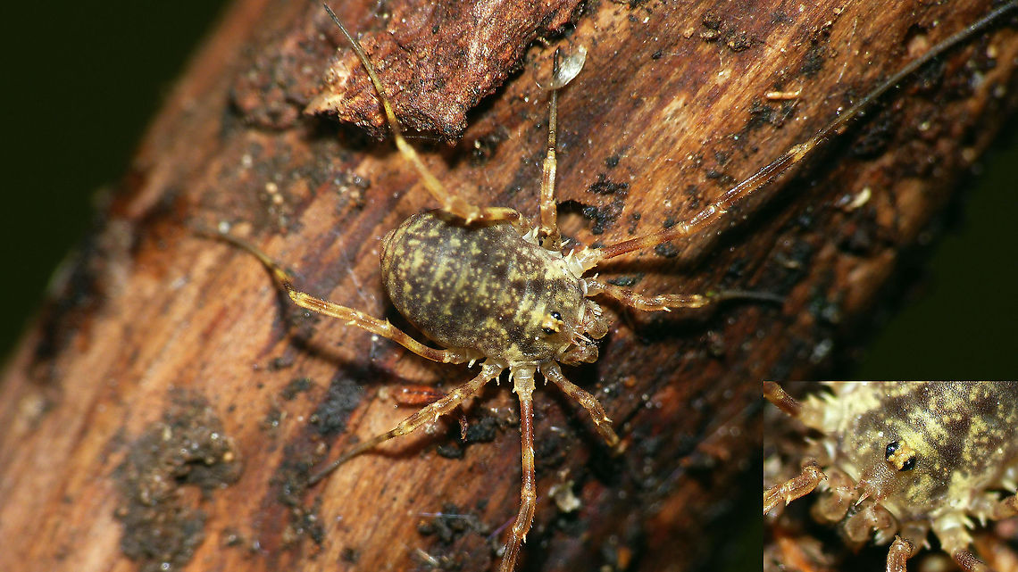 Lophopilio palpinalis Another spin-off from looking through my email for Collembola :o)  Arachnida,Chelicerata,Dromopoda,Geotagged,Lophopilio,Lophopilio palpinalis,Netherlands,Opiliones,Palpatores,Phalangiidae,Phalangioidea,Platybuninae