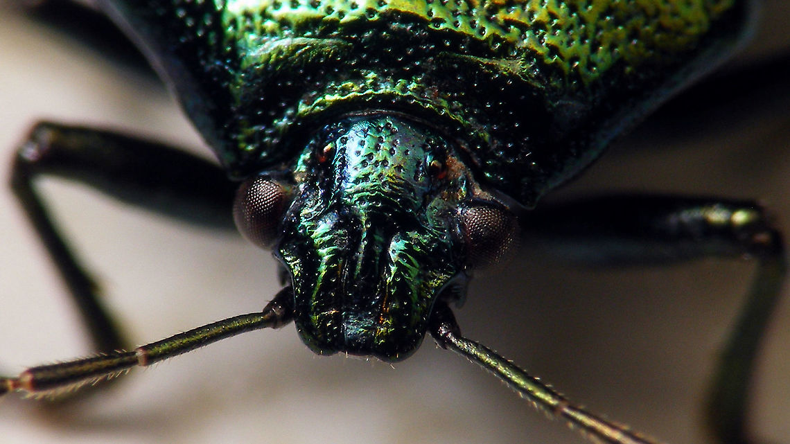 Zicrona caerulea - Mugshot Full view here:<br />
<figure class="photo"><a href="https://www.jungledragon.com/image/105825/zicrona_caerulea.html" title="Zicrona caerulea"><img src="https://s3.amazonaws.com/media.jungledragon.com/images/3043/105825_thumb.jpg?AWSAccessKeyId=05GMT0V3GWVNE7GGM1R2&Expires=1767225610&Signature=UWzG3iH%2FBXYs%2BBh3u0daK9Ajpxw%3D" width="200" height="114" alt="Zicrona caerulea Adding the species for J&#039;s garden :o)<br />
Portrait here:<br />
https://www.jungledragon.com/image/105824/zicrona_caerulea_-_mugshot.html Asopinae,Blue Bug,Blue Shieldbug,Hemiptera,Heteroptera,Jane&#039;s garden,Pentatomidae,Pentatominae,Zicrona,Zicrona caerulea,nl: Blauwe schildwants" /></a></figure> Asopinae,Blue Bug,Blue Shieldbug,Hemiptera,Heteroptera,Jane's garden,Pentatomidae,Pentatominae,Zicrona,Zicrona caerulea,nl: Blauwe schildwants