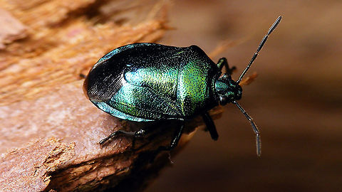 Zicrona caerulea Adding the species for J's garden :o)
Portrait here:
https://www.jungledragon.com/image/105824/zicrona_caerulea_-_mugshot.html Asopinae,Blue Bug,Blue Shieldbug,Hemiptera,Heteroptera,Jane's garden,Pentatomidae,Pentatominae,Zicrona,Zicrona caerulea,nl: Blauwe schildwants