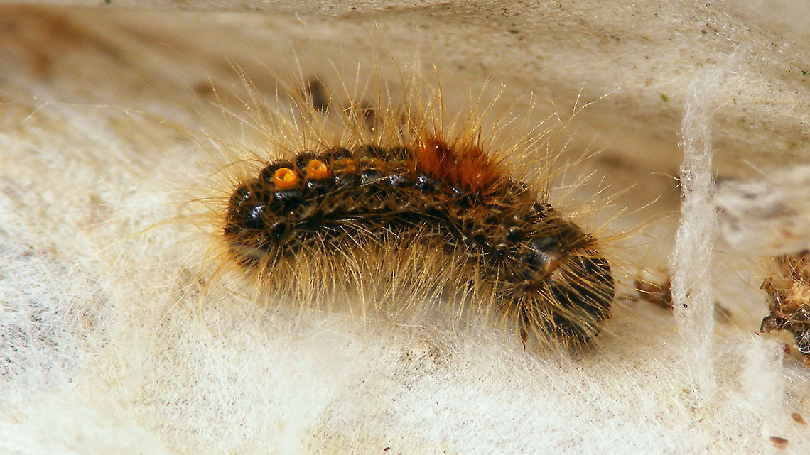 Euproctis chrysorrhoea - Young caterpillar Loads of hibernation "cocoons" in the tips of twigs of Sea buckthorn, with presumably, many, many little caterpillars of Euproctis chrysorrhoea in them. I made a slit in one to have a look at one of the young caterpillars inside.<br />
I had a hard time finding other images of this stadium caterpillar for comparison, so not too many around it would seem.<br />
<figure class="photo"><a href="https://www.jungledragon.com/image/105838/euproctis_chrysorrhoea_-_hibernating_cocoon.html" title="Euproctis chrysorrhoea - Hibernating cocoon"><img src="https://s3.amazonaws.com/media.jungledragon.com/images/3043/105838_thumb.jpg?AWSAccessKeyId=05GMT0V3GWVNE7GGM1R2&Expires=1769040010&Signature=ELhQ6sMItstYULPch8jqLdPChO8%3D" width="116" height="152" alt="Euproctis chrysorrhoea - Hibernating cocoon The young caterpillars of Euproctis chrysorrhoea collectively spin a cocoon in the tip of a twig of the host plant to spend winter hibernating. On Schiermonnikoog we saw many, many of these cocoons on Sea buckthorn, so I pulled a bit of the tissue aside to have a look at one of the small caterpillars inside:<br />
https://www.jungledragon.com/image/105829/euproctis_chrysorrhoea_-_young_caterpillar.html<br />
https://www.jungledragon.com/image/105830/euproctis_chrysorrhoea_-_young_caterpillar.html<br />
<br />
  Bastaardsatijnvlinder,Brown-tail,Caterpillar,Erebidae,Euproctis,Euproctis chrysorrhoea,Geotagged,Hippophae rhamnoides,Lepidoptera,Lymantriinae,Netherlands,Noctuoidea,Nygmiini,Schiermonnikoog,Sea buckthorn,hibernation,nl: Duindoorn" /></a></figure><br />
<figure class="photo"><a href="https://www.jungledragon.com/image/105830/euproctis_chrysorrhoea_-_young_caterpillar.html" title="Euproctis chrysorrhoea - Young caterpillar"><img src="https://s3.amazonaws.com/media.jungledragon.com/images/3043/105830_thumb.jpg?AWSAccessKeyId=05GMT0V3GWVNE7GGM1R2&Expires=1769040010&Signature=xskO86S6kln3NTFxx1hTLZeQAFY%3D" width="200" height="114" alt="Euproctis chrysorrhoea - Young caterpillar Loads of hibernation "cocoons" in the tips of twigs of Sea buckthorn, with presumably, many, many little caterpillars of Euproctis chrysorrhoea in them. I made a slit in one to have a look at one of the young caterpillars inside.<br />
I had a hard time finding other images of this stadium caterpillar for comparison, so not too many around it would seem.<br />
https://www.jungledragon.com/image/105838/euproctis_chrysorrhoea_-_hibernating_cocoon.html<br />
https://www.jungledragon.com/image/105829/euproctis_chrysorrhoea_-_young_caterpillar.html Bastaardsatijnvlinder,Brown-tail,Caterpillar,Erebidae,Euproctis,Euproctis chrysorrhoea,Geotagged,Lepidoptera,Lymantriinae,Netherlands,Noctuoidea,Nygmiini,Schiermonnikoog,hibernation" /></a></figure><br />
 Bastaardsatijnvlinder,Brown-tail,Caterpillar,Erebidae,Euproctis,Euproctis chrysorrhoea,Geotagged,Lepidoptera,Lymantriinae,Netherlands,Noctuoidea,Nygmiini,Schiermonnikoog,hibernation