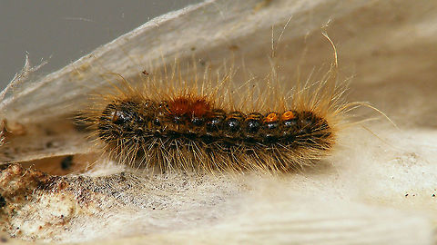 Euproctis chrysorrhoea - Young caterpillar Loads of hibernation "cocoons" in the tips of twigs of Sea buckthorn, with presumably, many, many little caterpillars of Euproctis chrysorrhoea in them. I made a slit in one to have a look at one of the young caterpillars inside.
I had a hard time finding other images of this stadium caterpillar for comparison, so not too many around it would seem.
https://www.jungledragon.com/image/105838/euproctis_chrysorrhoea_-_hibernating_cocoon.html
https://www.jungledragon.com/image/105829/euproctis_chrysorrhoea_-_young_caterpillar.html Bastaardsatijnvlinder,Brown-tail,Caterpillar,Erebidae,Euproctis,Euproctis chrysorrhoea,Geotagged,Lepidoptera,Lymantriinae,Netherlands,Noctuoidea,Nygmiini,Schiermonnikoog,hibernation