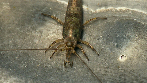 Petrobius brevistylis - Portrait  Geotagged,Machilidae,Microcoryphia,Netherlands,Petrobius,Petrobius brevistylis,Schiermonnikoog,nl: Strandgast