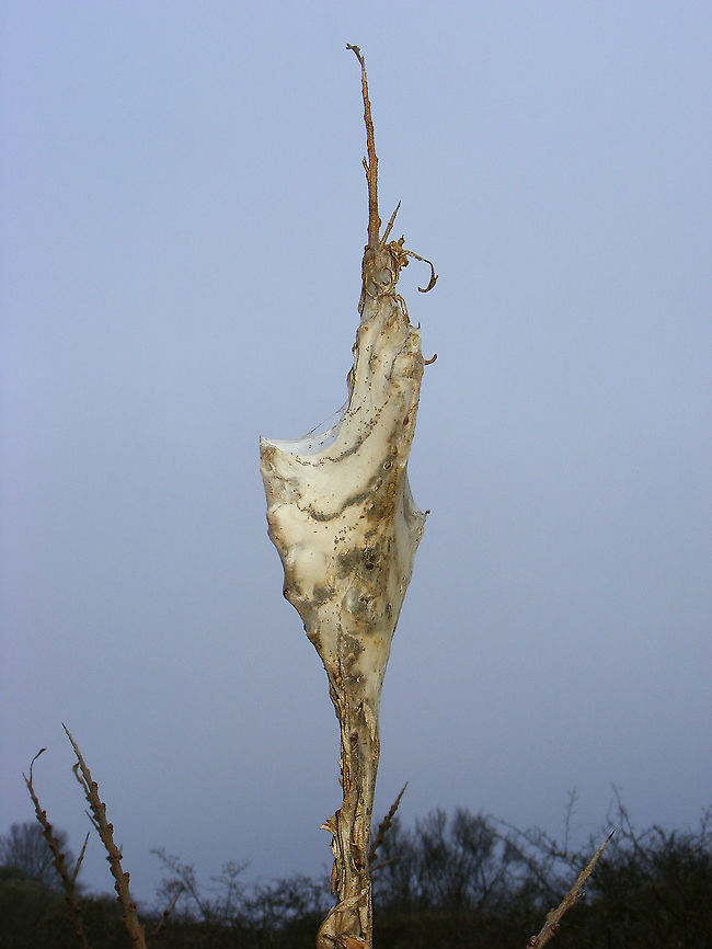 Euproctis chrysorrhoea - Hibernating cocoon The young caterpillars of Euproctis chrysorrhoea collectively spin a cocoon in the tip of a twig of the host plant to spend winter hibernating. On Schiermonnikoog we saw many, many of these cocoons on Sea buckthorn, so I pulled a bit of the tissue aside to have a look at one of the small caterpillars inside:<br />
<figure class="photo"><a href="https://www.jungledragon.com/image/105829/euproctis_chrysorrhoea_-_young_caterpillar.html" title="Euproctis chrysorrhoea - Young caterpillar"><img src="https://s3.amazonaws.com/media.jungledragon.com/images/3043/105829_thumb.jpg?AWSAccessKeyId=05GMT0V3GWVNE7GGM1R2&Expires=1769040010&Signature=tGhqEDRP7kAewyxYnOOq5hMR1tk%3D" width="200" height="114" alt="Euproctis chrysorrhoea - Young caterpillar Loads of hibernation "cocoons" in the tips of twigs of Sea buckthorn, with presumably, many, many little caterpillars of Euproctis chrysorrhoea in them. I made a slit in one to have a look at one of the young caterpillars inside.<br />
I had a hard time finding other images of this stadium caterpillar for comparison, so not too many around it would seem.<br />
https://www.jungledragon.com/image/105838/euproctis_chrysorrhoea_-_hibernating_cocoon.html<br />
https://www.jungledragon.com/image/105830/euproctis_chrysorrhoea_-_young_caterpillar.html<br />
 Bastaardsatijnvlinder,Brown-tail,Caterpillar,Erebidae,Euproctis,Euproctis chrysorrhoea,Geotagged,Lepidoptera,Lymantriinae,Netherlands,Noctuoidea,Nygmiini,Schiermonnikoog,hibernation" /></a></figure><br />
<figure class="photo"><a href="https://www.jungledragon.com/image/105830/euproctis_chrysorrhoea_-_young_caterpillar.html" title="Euproctis chrysorrhoea - Young caterpillar"><img src="https://s3.amazonaws.com/media.jungledragon.com/images/3043/105830_thumb.jpg?AWSAccessKeyId=05GMT0V3GWVNE7GGM1R2&Expires=1769040010&Signature=xskO86S6kln3NTFxx1hTLZeQAFY%3D" width="200" height="114" alt="Euproctis chrysorrhoea - Young caterpillar Loads of hibernation "cocoons" in the tips of twigs of Sea buckthorn, with presumably, many, many little caterpillars of Euproctis chrysorrhoea in them. I made a slit in one to have a look at one of the young caterpillars inside.<br />
I had a hard time finding other images of this stadium caterpillar for comparison, so not too many around it would seem.<br />
https://www.jungledragon.com/image/105838/euproctis_chrysorrhoea_-_hibernating_cocoon.html<br />
https://www.jungledragon.com/image/105829/euproctis_chrysorrhoea_-_young_caterpillar.html Bastaardsatijnvlinder,Brown-tail,Caterpillar,Erebidae,Euproctis,Euproctis chrysorrhoea,Geotagged,Lepidoptera,Lymantriinae,Netherlands,Noctuoidea,Nygmiini,Schiermonnikoog,hibernation" /></a></figure><br />
<br />
  Bastaardsatijnvlinder,Brown-tail,Caterpillar,Erebidae,Euproctis,Euproctis chrysorrhoea,Geotagged,Hippophae rhamnoides,Lepidoptera,Lymantriinae,Netherlands,Noctuoidea,Nygmiini,Schiermonnikoog,Sea buckthorn,hibernation,nl: Duindoorn