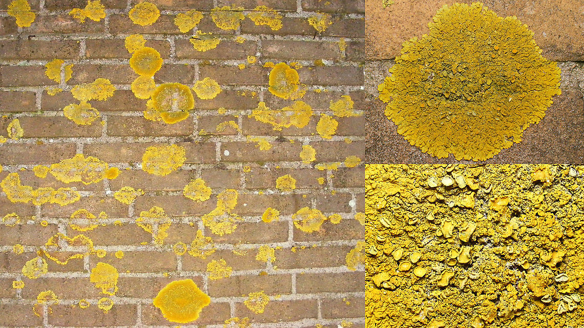 Xanthoria calcicola On the wall of our holiday bungalow.<br />
Thanks to Koen Verhoogt for the proper ID! Ascomycota,Common orange lichen,Fungi,Geotagged,Lecanoromycetes,Lichen,Netherlands,Orange Lichen,Schiermonnikoog,Teloschistaceae,Teloschistales,Xanthoria,Xanthoria calcicola,nl: Oranje dooiermos