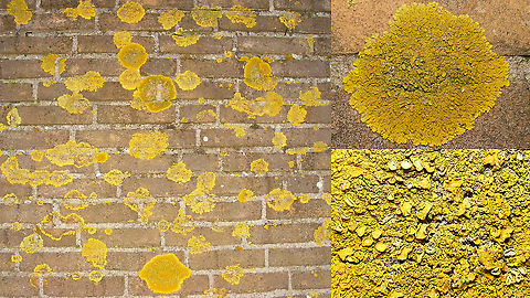 Xanthoria calcicola On the wall of our holiday bungalow.
Thanks to Koen Verhoogt for the proper ID! Ascomycota,Common orange lichen,Fungi,Geotagged,Lecanoromycetes,Lichen,Netherlands,Orange Lichen,Schiermonnikoog,Teloschistaceae,Teloschistales,Xanthoria,Xanthoria calcicola,nl: Oranje dooiermos
