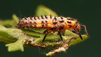 Coccinella magnifica - Larva, lateral This single photo shows just about all details needed to recognize that this is the larva of a Scarce seven-spot, not the ubiquitous normal Seven-spot ladybird beetle.<br />
This larva, that I take to be Coc.mag. (I didn't see it through to adulthood unfortunately) does not 100% conform to what most keys say(!): The brush in the lower, outside, hind corner of the metathorax is mostly keyed out as being "black" for Coc.sep. and yellow/orange for Coc.mag. Here the foot is orange but the brush itself is still blackish. Other features of the larva, the pale total aspect and the very widely "split" sclerites on the thorax make me confident that this should be Coc.mag. and there are other images around of Coc.mag. with a slightly blackisch hind lateral brush on the metathorax. In general, for most species there will always be some individual larvae that are aberrant in one of the "main" keying features :-/ <br />
<br />
Some more viewing angles and details of the same larva:<br />
https://www.jungledragon.com/image/105877/coccinella_magnifica_-_larva_dorsolateral.html<br />
https://www.jungledragon.com/image/105874/coccinella_magnifica_-_larva_dorsal.html<br />
https://www.jungledragon.com/image/105875/coccinella_magnifica_-_larva_portrait.html<br />
https://www.jungledragon.com/image/105876/coccinella_magnifica_-_larva_details.html Coccinella,Coccinella magnifica,Coccinellidae,Coccinellinae,Coleoptera,Geotagged,Larva,Netherlands,Scarce seven-spot ladybird,Scarce seven-spotted ladybird,nl: Bosmierlieveheersbeestje,nl: Schitterend lieveheersbeestje