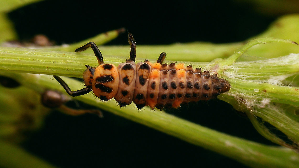 Coccinella magnifica - Larva, dorsal For more info and different viewing angles see with this image:<br />
<figure class="photo"><a href="https://www.jungledragon.com/image/105873/coccinella_magnifica_-_larva_lateral.html" title="Coccinella magnifica - Larva, lateral"><img src="https://s3.amazonaws.com/media.jungledragon.com/images/3043/105873_thumb.jpg?AWSAccessKeyId=05GMT0V3GWVNE7GGM1R2&Expires=1759968010&Signature=mqKSVvOz2N143EdlPLvBsz4WQF4%3D" width="200" height="114" alt="Coccinella magnifica - Larva, lateral This single photo shows just about all details needed to recognize that this is the larva of a Scarce seven-spot, not the ubiquitous normal Seven-spot ladybird beetle.<br />
This larva, that I take to be Coc.mag. (I didn&#039;t see it through to adulthood unfortunately) does not 100% conform to what most keys say(!): The brush in the lower, outside, hind corner of the metathorax is mostly keyed out as being &quot;black&quot; for Coc.sep. and yellow/orange for Coc.mag. Here the foot is orange but the brush itself is still blackish. Other features of the larva, the pale total aspect and the very widely &quot;split&quot; sclerites on the thorax make me confident that this should be Coc.mag. and there are other images around of Coc.mag. with a slightly blackisch hind lateral brush on the metathorax. In general, for most species there will always be some individual larvae that are aberrant in one of the &quot;main&quot; keying features :-/ <br />
<br />
Some more viewing angles and details of the same larva:<br />
https://www.jungledragon.com/image/105877/coccinella_magnifica_-_larva_dorsolateral.html<br />
https://www.jungledragon.com/image/105874/coccinella_magnifica_-_larva_dorsal.html<br />
https://www.jungledragon.com/image/105875/coccinella_magnifica_-_larva_portrait.html<br />
https://www.jungledragon.com/image/105876/coccinella_magnifica_-_larva_details.html Coccinella,Coccinella magnifica,Coccinellidae,Coccinellinae,Coleoptera,Geotagged,Larva,Netherlands,Scarce seven-spot ladybird,Scarce seven-spotted ladybird,nl: Bosmierlieveheersbeestje,nl: Schitterend lieveheersbeestje" /></a></figure><br />
Remark: This image was also used on page 310 in the book &quot;Marienk&auml;fer, Coccinellidae&quot; (5th edition, 2022) by Klausnitzer et al. Die Neue Brehm-B&uuml;cherei, Band 451. <a href="https://www.neuebrehm.de/buecher/766-marienkaefer" rel="nofollow">https://www.neuebrehm.de/buecher/766-marienkaefer</a> Coccinella,Coccinella magnifica,Coccinellidae,Coccinellinae,Coleoptera,Geotagged,Larva,Netherlands,Scarce seven-spot ladybird,Scarce seven-spotted ladybird,nl: Bosmierlieveheersbeestje,nl: Schitterend lieveheersbeestje