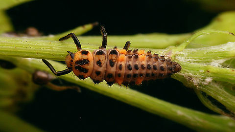 Coccinella magnifica - Larva, dorsal For more info and different viewing angles see with this image:
https://www.jungledragon.com/image/105873/coccinella_magnifica_-_larva_lateral.html
Remark: This image was also used on page 310 in the book "Marienk&auml;fer, Coccinellidae" (5th edition, 2022) by Klausnitzer et al. Die Neue Brehm-B&uuml;cherei, Band 451. https://www.neuebrehm.de/buecher/766-marienkaefer Coccinella,Coccinella magnifica,Coccinellidae,Coccinellinae,Coleoptera,Geotagged,Larva,Netherlands,Scarce seven-spot ladybird,Scarce seven-spotted ladybird,nl: Bosmierlieveheersbeestje,nl: Schitterend lieveheersbeestje