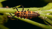 Coccinella magnifica - Larva, dorsal For more info and different viewing angles see with this image:<br />
https://www.jungledragon.com/image/105873/coccinella_magnifica_-_larva_lateral.html<br />
Remark: This image was also used on page 310 in the book "Marienkäfer, Coccinellidae" (5th edition, 2022) by Klausnitzer et al. Die Neue Brehm-Bücherei, Band 451. https://www.neuebrehm.de/buecher/766-marienkaefer Coccinella,Coccinella magnifica,Coccinellidae,Coccinellinae,Coleoptera,Geotagged,Larva,Netherlands,Scarce seven-spot ladybird,Scarce seven-spotted ladybird,nl: Bosmierlieveheersbeestje,nl: Schitterend lieveheersbeestje