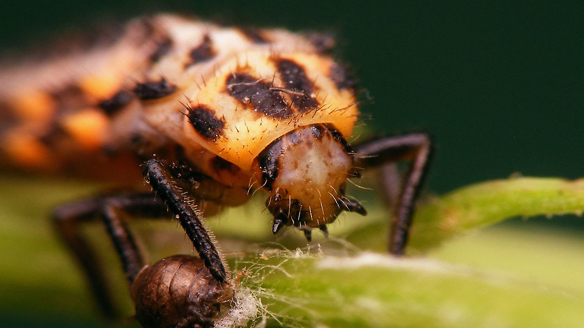 Coccinella magnifica - Larva, portrait For more info and different viewing angles see with this image:<br />
<figure class="photo"><a href="https://www.jungledragon.com/image/105873/coccinella_magnifica_-_larva_lateral.html" title="Coccinella magnifica - Larva, lateral"><img src="https://s3.amazonaws.com/media.jungledragon.com/images/3043/105873_thumb.jpg?AWSAccessKeyId=05GMT0V3GWVNE7GGM1R2&Expires=1759968010&Signature=mqKSVvOz2N143EdlPLvBsz4WQF4%3D" width="200" height="114" alt="Coccinella magnifica - Larva, lateral This single photo shows just about all details needed to recognize that this is the larva of a Scarce seven-spot, not the ubiquitous normal Seven-spot ladybird beetle.<br />
This larva, that I take to be Coc.mag. (I didn&#039;t see it through to adulthood unfortunately) does not 100% conform to what most keys say(!): The brush in the lower, outside, hind corner of the metathorax is mostly keyed out as being &quot;black&quot; for Coc.sep. and yellow/orange for Coc.mag. Here the foot is orange but the brush itself is still blackish. Other features of the larva, the pale total aspect and the very widely &quot;split&quot; sclerites on the thorax make me confident that this should be Coc.mag. and there are other images around of Coc.mag. with a slightly blackisch hind lateral brush on the metathorax. In general, for most species there will always be some individual larvae that are aberrant in one of the &quot;main&quot; keying features :-/ <br />
<br />
Some more viewing angles and details of the same larva:<br />
https://www.jungledragon.com/image/105877/coccinella_magnifica_-_larva_dorsolateral.html<br />
https://www.jungledragon.com/image/105874/coccinella_magnifica_-_larva_dorsal.html<br />
https://www.jungledragon.com/image/105875/coccinella_magnifica_-_larva_portrait.html<br />
https://www.jungledragon.com/image/105876/coccinella_magnifica_-_larva_details.html Coccinella,Coccinella magnifica,Coccinellidae,Coccinellinae,Coleoptera,Geotagged,Larva,Netherlands,Scarce seven-spot ladybird,Scarce seven-spotted ladybird,nl: Bosmierlieveheersbeestje,nl: Schitterend lieveheersbeestje" /></a></figure> Coccinella,Coccinella magnifica,Coccinellidae,Coccinellinae,Coleoptera,Geotagged,Larva,Netherlands,Scarce seven-spot ladybird,Scarce seven-spotted ladybird,nl: Bosmierlieveheersbeestje,nl: Schitterend lieveheersbeestje