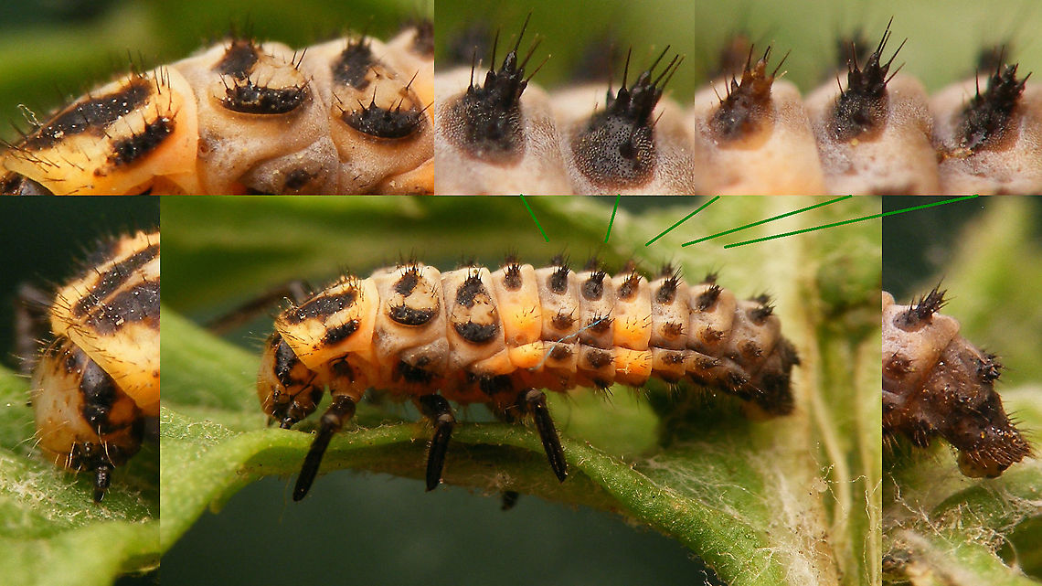 Coccinella magnifica - Larva, details For more info and different viewing angles see with this image:<br />
<figure class="photo"><a href="https://www.jungledragon.com/image/105873/coccinella_magnifica_-_larva_lateral.html" title="Coccinella magnifica - Larva, lateral"><img src="https://s3.amazonaws.com/media.jungledragon.com/images/3043/105873_thumb.jpg?AWSAccessKeyId=05GMT0V3GWVNE7GGM1R2&Expires=1759968010&Signature=mqKSVvOz2N143EdlPLvBsz4WQF4%3D" width="200" height="114" alt="Coccinella magnifica - Larva, lateral This single photo shows just about all details needed to recognize that this is the larva of a Scarce seven-spot, not the ubiquitous normal Seven-spot ladybird beetle.<br />
This larva, that I take to be Coc.mag. (I didn&#039;t see it through to adulthood unfortunately) does not 100% conform to what most keys say(!): The brush in the lower, outside, hind corner of the metathorax is mostly keyed out as being &quot;black&quot; for Coc.sep. and yellow/orange for Coc.mag. Here the foot is orange but the brush itself is still blackish. Other features of the larva, the pale total aspect and the very widely &quot;split&quot; sclerites on the thorax make me confident that this should be Coc.mag. and there are other images around of Coc.mag. with a slightly blackisch hind lateral brush on the metathorax. In general, for most species there will always be some individual larvae that are aberrant in one of the &quot;main&quot; keying features :-/ <br />
<br />
Some more viewing angles and details of the same larva:<br />
https://www.jungledragon.com/image/105877/coccinella_magnifica_-_larva_dorsolateral.html<br />
https://www.jungledragon.com/image/105874/coccinella_magnifica_-_larva_dorsal.html<br />
https://www.jungledragon.com/image/105875/coccinella_magnifica_-_larva_portrait.html<br />
https://www.jungledragon.com/image/105876/coccinella_magnifica_-_larva_details.html Coccinella,Coccinella magnifica,Coccinellidae,Coccinellinae,Coleoptera,Geotagged,Larva,Netherlands,Scarce seven-spot ladybird,Scarce seven-spotted ladybird,nl: Bosmierlieveheersbeestje,nl: Schitterend lieveheersbeestje" /></a></figure> Coccinella,Coccinella magnifica,Coccinellidae,Coccinellinae,Coleoptera,Geotagged,Larva,Netherlands,Scarce seven-spot ladybird,Scarce seven-spotted ladybird,nl: Bosmierlieveheersbeestje,nl: Schitterend lieveheersbeestje