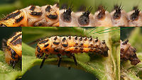 Coccinella magnifica - Larva, details For more info and different viewing angles see with this image:<br />
https://www.jungledragon.com/image/105873/coccinella_magnifica_-_larva_lateral.html Coccinella,Coccinella magnifica,Coccinellidae,Coccinellinae,Coleoptera,Geotagged,Larva,Netherlands,Scarce seven-spot ladybird,Scarce seven-spotted ladybird,nl: Bosmierlieveheersbeestje,nl: Schitterend lieveheersbeestje