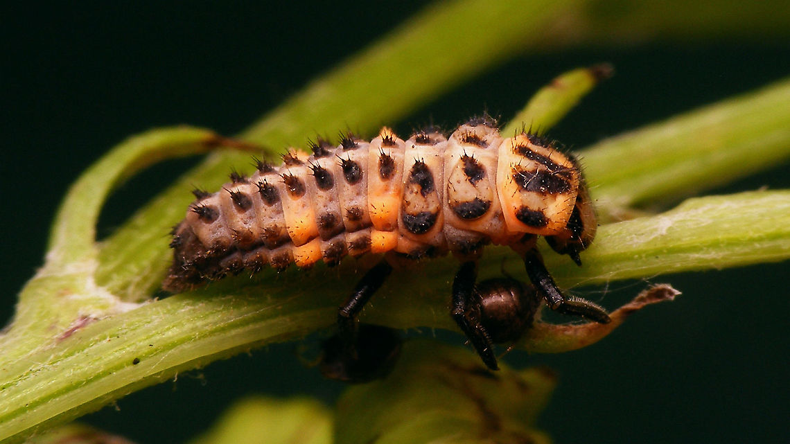 Coccinella magnifica - Larva, dorsolateral For more info and different viewing angles see with this image:<br />
<figure class="photo"><a href="https://www.jungledragon.com/image/105873/coccinella_magnifica_-_larva_lateral.html" title="Coccinella magnifica - Larva, lateral"><img src="https://s3.amazonaws.com/media.jungledragon.com/images/3043/105873_thumb.jpg?AWSAccessKeyId=05GMT0V3GWVNE7GGM1R2&Expires=1769040010&Signature=zKUVLC99NZP%2F9ZDRd9%2FgSQ7pMmo%3D" width="200" height="114" alt="Coccinella magnifica - Larva, lateral This single photo shows just about all details needed to recognize that this is the larva of a Scarce seven-spot, not the ubiquitous normal Seven-spot ladybird beetle.<br />
This larva, that I take to be Coc.mag. (I didn&#039;t see it through to adulthood unfortunately) does not 100% conform to what most keys say(!): The brush in the lower, outside, hind corner of the metathorax is mostly keyed out as being &quot;black&quot; for Coc.sep. and yellow/orange for Coc.mag. Here the foot is orange but the brush itself is still blackish. Other features of the larva, the pale total aspect and the very widely &quot;split&quot; sclerites on the thorax make me confident that this should be Coc.mag. and there are other images around of Coc.mag. with a slightly blackisch hind lateral brush on the metathorax. In general, for most species there will always be some individual larvae that are aberrant in one of the &quot;main&quot; keying features :-/ <br />
<br />
Some more viewing angles and details of the same larva:<br />
https://www.jungledragon.com/image/105877/coccinella_magnifica_-_larva_dorsolateral.html<br />
https://www.jungledragon.com/image/105874/coccinella_magnifica_-_larva_dorsal.html<br />
https://www.jungledragon.com/image/105875/coccinella_magnifica_-_larva_portrait.html<br />
https://www.jungledragon.com/image/105876/coccinella_magnifica_-_larva_details.html Coccinella,Coccinella magnifica,Coccinellidae,Coccinellinae,Coleoptera,Geotagged,Larva,Netherlands,Scarce seven-spot ladybird,Scarce seven-spotted ladybird,nl: Bosmierlieveheersbeestje,nl: Schitterend lieveheersbeestje" /></a></figure> Coccinella,Coccinella magnifica,Coccinellidae,Coccinellinae,Coleoptera,Geotagged,Larva,Netherlands,Scarce seven-spot ladybird,Scarce seven-spotted ladybird,nl: Bosmierlieveheersbeestje,nl: Schitterend lieveheersbeestje