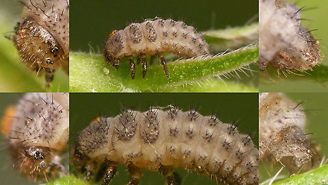 Tytthaspis sedecimpunctata - Larva, details  Coccinellidae,Coccinellinae,Geotagged,Ladybird,Larva,Netherlands,Sixteen-spot Ladybird,Tytthaspis,Tytthaspis sedecimpunctata,nl: Zestienstippelig lieveheersbeestje