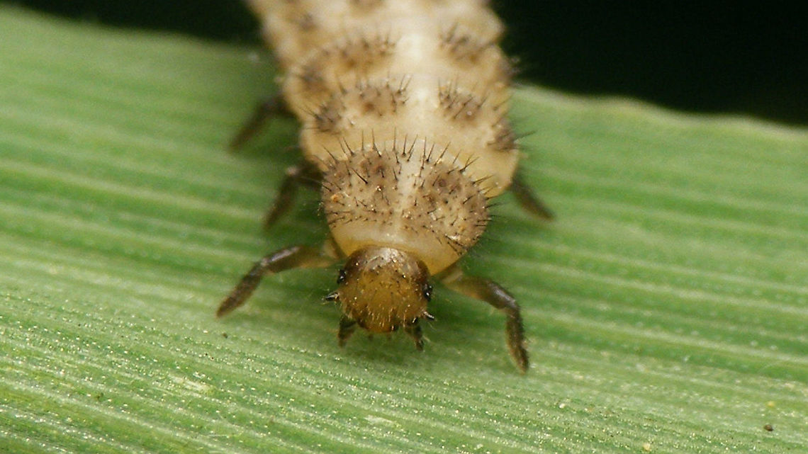 Tytthaspis sedecimpunctata - Larva, portrait Lateral view on same larva:<br />
<figure class="photo"><a href="https://www.jungledragon.com/image/105959/tytthaspis_sedecimpunctata_-_larva.html" title="Tytthaspis sedecimpunctata - Larva"><img src="https://s3.amazonaws.com/media.jungledragon.com/images/3043/105959_thumb.jpg?AWSAccessKeyId=05GMT0V3GWVNE7GGM1R2&Expires=1767225610&Signature=JkvmYyVWa6KJncLMW47syciA96U%3D" width="200" height="114" alt="Tytthaspis sedecimpunctata - Larva Portrait of same larva:<br />
https://www.jungledragon.com/image/105961/tytthaspis_sedecimpunctata_-_larva_portrait.html Coccinellidae,Coccinellinae,Geotagged,Ladybird,Larva,Netherlands,Sixteen-spot Ladybird,Tytthaspis,Tytthaspis sedecimpunctata,nl: Zestienstippelig lieveheersbeestje" /></a></figure> Coccinellidae,Coccinellinae,Geotagged,Ladybird,Larva,Netherlands,Sixteen-spot Ladybird,Tytthaspis,Tytthaspis sedecimpunctata,nl: Zestienstippelig lieveheersbeestje