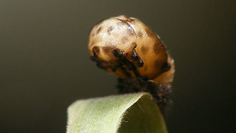 Tytthaspis sedecimpunctata - Pupa, ventral(ish)  Coccinellidae,Coccinellinae,Ladybird,Netherlands,Pupa,Sixteen-spot Ladybird,Tytthaspis,Tytthaspis sedecimpunctata,nl: Zestienstippelig lieveheersbeestje