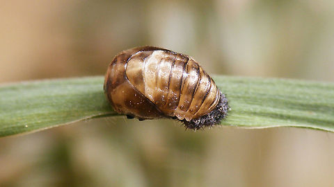 Tytthaspis sedecimpunctata - Pupa  Coccinellidae,Coccinellinae,Ladybird,Netherlands,Pupa,Sixteen-spot Ladybird,Tytthaspis,Tytthaspis sedecimpunctata,nl: Zestienstippelig lieveheersbeestje