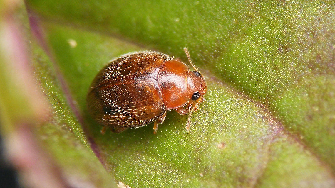 Rhyzobius litura  Coccidulinae,Coccinellidae,Geotagged,Ladybird,Netherlands,Rhyzobius,Rhyzobius litura,nl: Graslandnepkapoentje