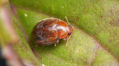 Rhyzobius litura  Coccidulinae,Coccinellidae,Geotagged,Ladybird,Netherlands,Rhyzobius,Rhyzobius litura,nl: Graslandnepkapoentje