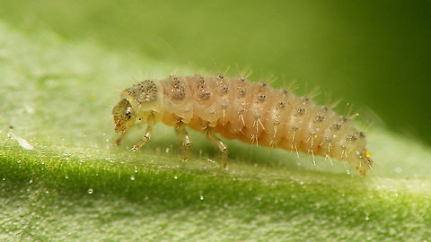 Rhyzobius litura - Larva  Coccidulinae,Coccinellidae,Jane's garden,Ladybird,Larva,Rhyzobius,Rhyzobius litura,nl: Graslandnepkapoentje