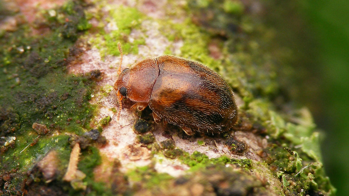 Rhyzobius chrysomeloides Portrait of same beetle here:<br />
<figure class="photo"><a href="https://www.jungledragon.com/image/105969/rhyzobius_chrysomeloides_-_portrait.html" title="Rhyzobius chrysomeloides - Portrait"><img src="https://s3.amazonaws.com/media.jungledragon.com/images/3043/105969_thumb.jpg?AWSAccessKeyId=05GMT0V3GWVNE7GGM1R2&Expires=1767225610&Signature=o8xmRmxMoHjHvhtsBj6E6Ozr%2Bz4%3D" width="200" height="114" alt="Rhyzobius chrysomeloides - Portrait Full beetle here:<br />
https://www.jungledragon.com/image/105968/rhyzobius_chrysomeloides.html Coccidulinae,Coccinellidae,Geotagged,Ladybird,Netherlands,Rhyzobius,Rhyzobius chrysomeloides,nl: Struweelnepkapoentje" /></a></figure> Coccidulinae,Coccinellidae,Geotagged,Ladybird,Netherlands,Rhyzobius,Rhyzobius chrysomeloides,nl: Struweelnepkapoentje