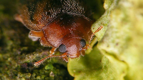 Rhyzobius chrysomeloides - Portrait Full beetle here:
https://www.jungledragon.com/image/105968/rhyzobius_chrysomeloides.html Coccidulinae,Coccinellidae,Geotagged,Ladybird,Netherlands,Rhyzobius,Rhyzobius chrysomeloides,nl: Struweelnepkapoentje