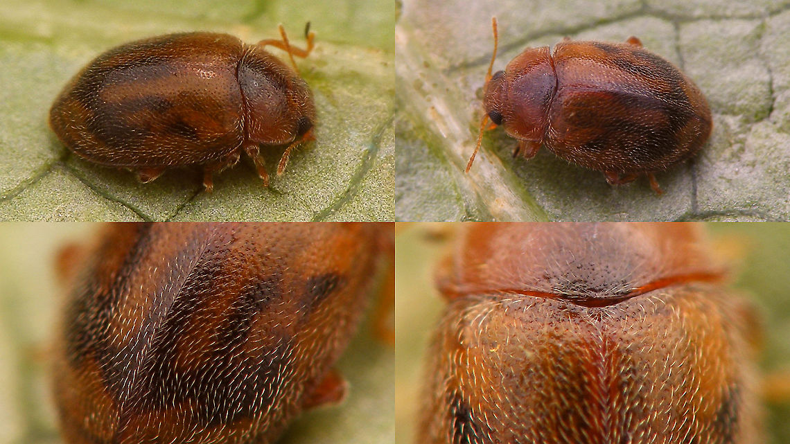 Rhyzobius chrysomeloides - Collage  Coccidulinae,Coccinellidae,Geotagged,Ladybird,Netherlands,Rhyzobius,Rhyzobius chrysomeloides,nl: Struweelnepkapoentje