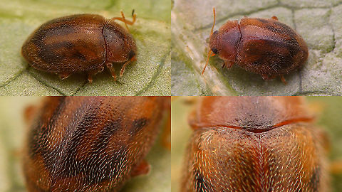 Rhyzobius chrysomeloides - Collage  Coccidulinae,Coccinellidae,Geotagged,Ladybird,Netherlands,Rhyzobius,Rhyzobius chrysomeloides,nl: Struweelnepkapoentje
