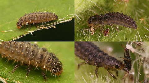 Rhyzobius chrysomeloides Older series of images of a Rhyzobius chrysomeloides larva Coccidulinae,Coccinellidae,Ladybird,Netherlands,Rhyzobius,Rhyzobius chrysomeloides,larva,nl: Struweelnepkapoentje