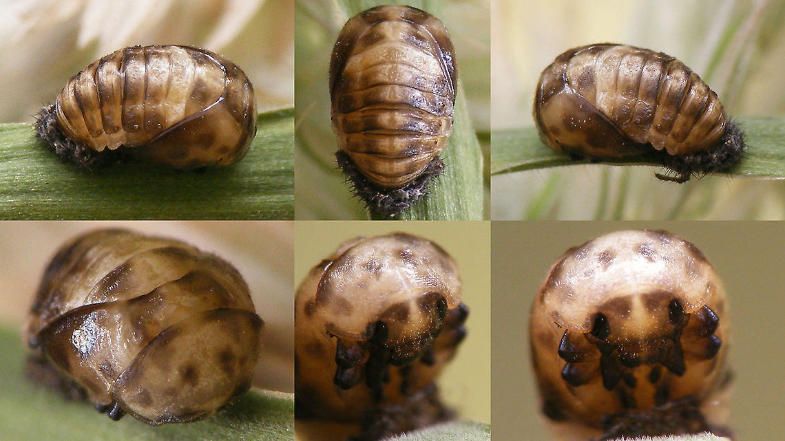 Tytthaspis sedecimpunctata - Pupa, details collage B  Coccinellidae,Coccinellinae,Ladybird,Netherlands,Pupa,Sixteen-spot Ladybird,Tytthaspis,Tytthaspis sedecimpunctata,nl: Zestienstippelig lieveheersbeestje