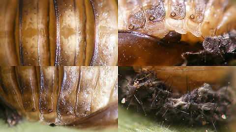 Tytthaspis sedecimpunctata - Pupa, details collage A  Coccinellidae,Coccinellinae,Ladybird,Netherlands,Pupa,Sixteen-spot Ladybird,Tytthaspis,Tytthaspis sedecimpunctata,nl: Zestienstippelig lieveheersbeestje