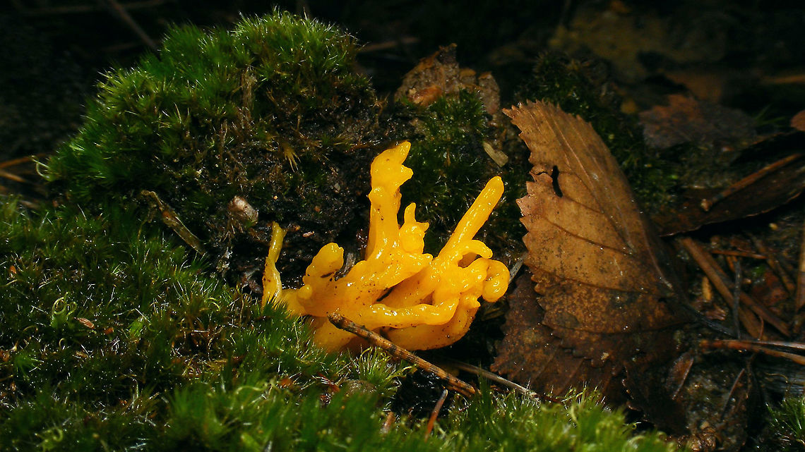 Calocera viscosa  Calocera,Calocera viscosa,Dacrymycetaceae,Dacrymycetes,Geotagged,Netherlands,Yellow stagshorn,nl: Kleverig koraalzwammetje
