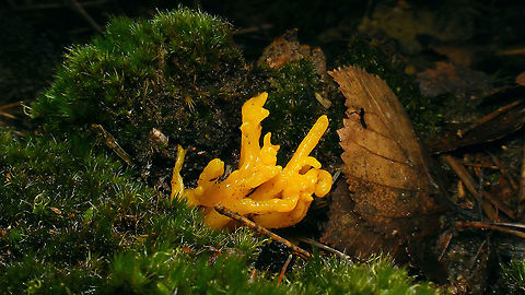 Calocera viscosa  Calocera,Calocera viscosa,Dacrymycetaceae,Dacrymycetes,Geotagged,Netherlands,Yellow stagshorn,nl: Kleverig koraalzwammetje
