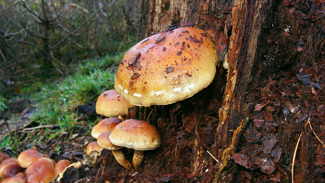 Hypholoma lateritium - Stitched rim  Agaricales,Agaricomycetes,Brick cap,Geotagged,Hypholoma,Hypholoma lateritium,Netherlands,Strophariaceae,nl: Rode zwavelkop