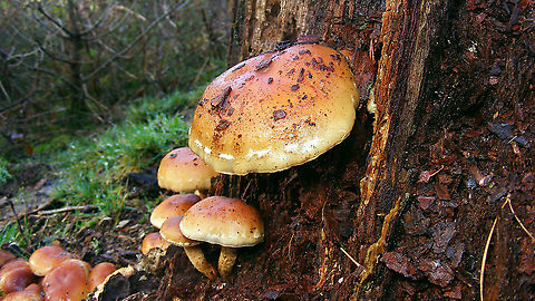 Hypholoma lateritium - Stitched rim  Agaricales,Agaricomycetes,Brick cap,Geotagged,Hypholoma,Hypholoma lateritium,Netherlands,Strophariaceae,nl: Rode zwavelkop