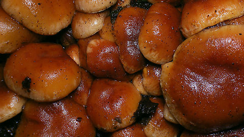 Hypholoma lateritium - Full house  Agaricales,Agaricomycetes,Brick cap,Geotagged,Hypholoma,Hypholoma lateritium,Netherlands,Strophariaceae,nl: Rode zwavelkop