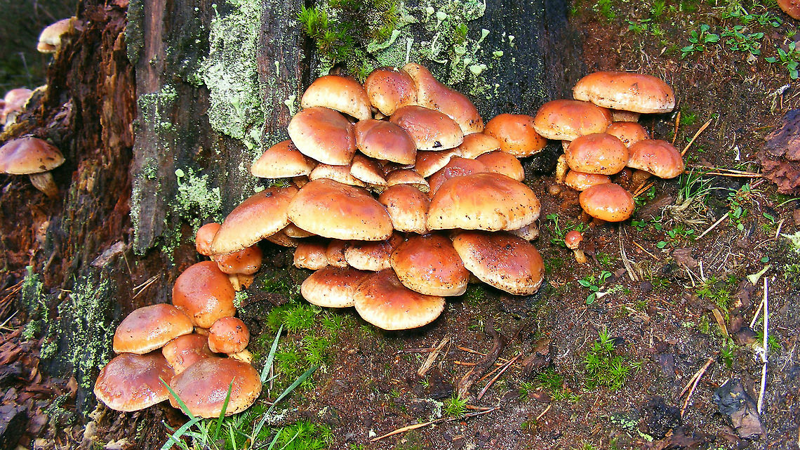 Hypholoma lateritium  Agaricales,Agaricomycetes,Brick cap,Geotagged,Hypholoma,Hypholoma lateritium,Netherlands,Strophariaceae,nl: Rode zwavelkop